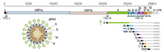 사스코로나바이러스-2의 유전체RNA 및 하위유전체RNA 구성, 바이러스 입자 구조의 모식도. IBS 제공