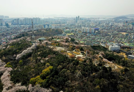 인천 미추홀구, 수봉공원 벚꽃 동영상으로 서비스