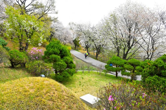 류관순 열사가 묻혔을 것으로 보이는 25만평 규모의 망우리공원(옛 망우리묘지공원)이다. 중랑구는 이 묘지공원을 역사와 힐링공간으로 조성해 시민에게 돌려주기로 했다.