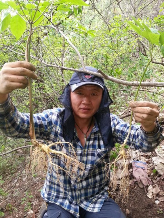 <인터뷰> 농업회사법인 '초담' 김종일 대표 "고품질 산양삼으로 면역력 높이세요"