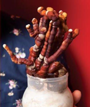 버려진 버섯 폐기물이 패브릭 소재로..이런 생각, 현대차 만나 현실이 됐어요 [사내벤처 키우는 대기업]