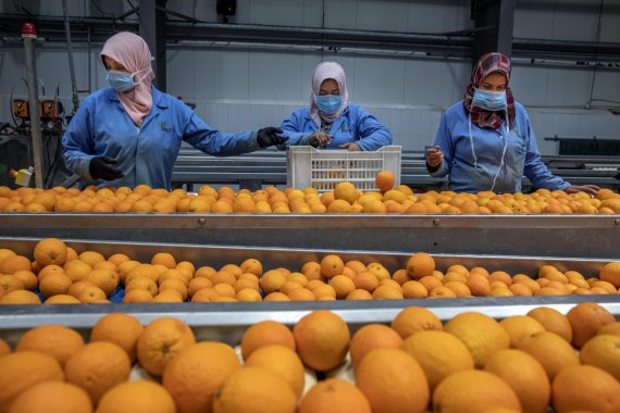 지난 4월15일(현지시간) 이집트 알렉산드리아의 공장에서 종업원들이 수출될 오렌지를 분류하고 있다. AP뉴시스