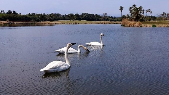 [fn포토] ‘곡곡곡~’ 제주도의 봄 알리는 트럼펫 고니