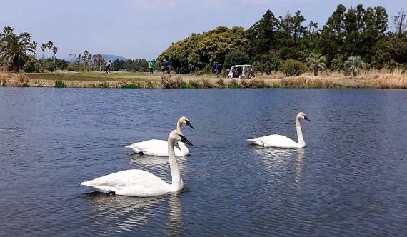 [fn포토] ‘곡곡곡~’ 제주도의 봄 알리는 트럼펫 고니