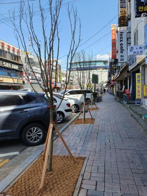 인천 남동구는 구월동 문화예술회관 일원에 무궁화 가로수길을 조성하기 위해 거리에 무궁화를 식재했다.