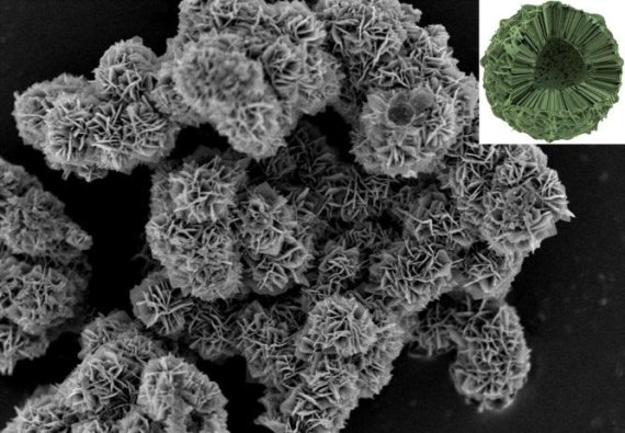 한국원자력연구원이 개발한 방사성 세슘을 제거하는 겹꽃 모양의 티타늄-페로시아나이드 흡착제를 전자현미경으로 관찰한 사진. 원자력연구원 제공