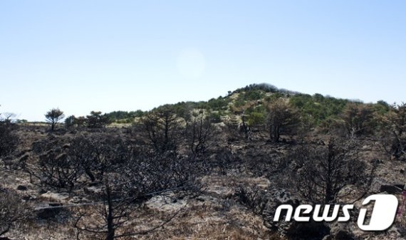 2012년 4월24일 산불이 나고 며칠 뒤인 한라산 사제비 동산(한라산국립공원 제공)© 뉴스1