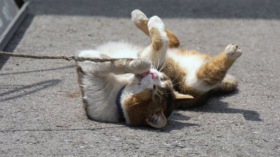 '고양이 집사' 스틸 컷 © 뉴스1