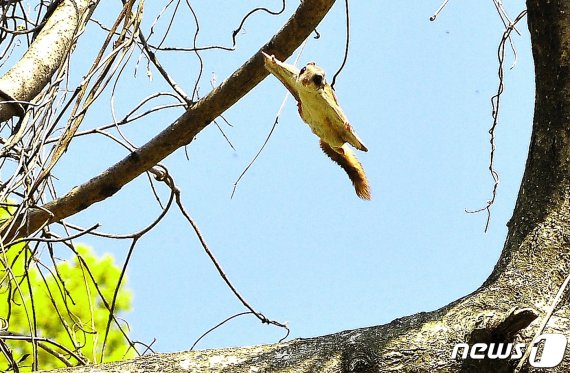 하늘다람쥐.(함평 생태관광협회 이재원 사무국장 제공) © News1