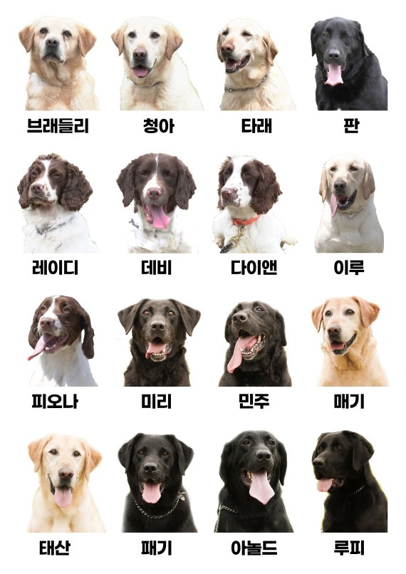 올해 일반에 분양되는 은퇴 마약탐지견