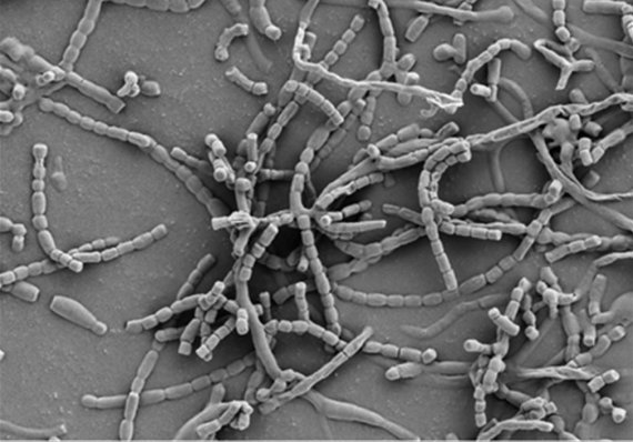 스트렙토마이세스 그리세우스(Streptomyces griseus) 에스제이(SJ)1-7' 포자의 주사전자현미경 사진. (사진=국립생물자원관) © 뉴스1