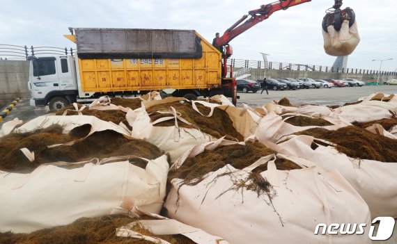 26일 오전 제주항에서 제주도 관계자가 해안에서 수거한 중국발 괭생이모자반을 트럭에 싣고 있다. 수거된 괭생이모자반은 도내 농가에 비료로 배포된다.2020.5.26 /뉴스1 © News1 오현지 기자