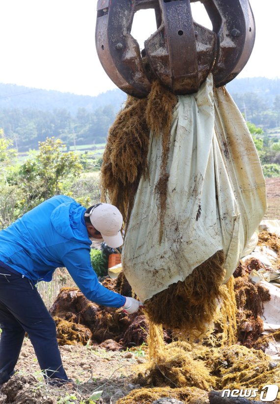 제주도 관계자가 해안에서 수거된 괭생이모자반을 한 농가에 비료용으로 보급하고 있다.2020.5.26 /뉴스1© News1 오현지 기자