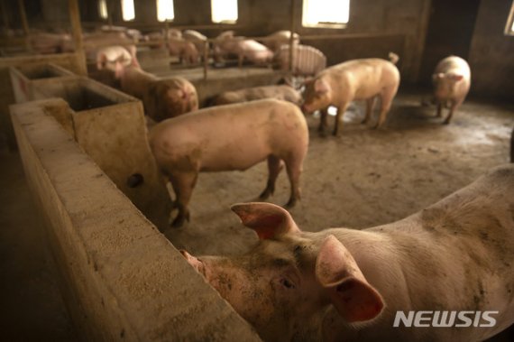 아프리카돼지열병 때문에 베트남 돼지고기 수입 300% 급증