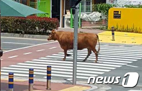 울산서 농가 탈출한 암소 마취총 6발 맞고 붙잡혀