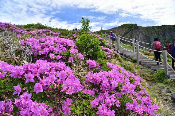 한라산 산철쭉