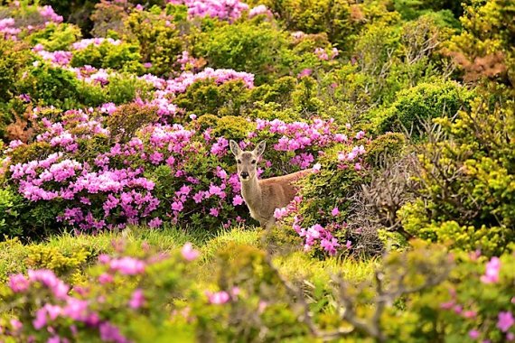 [fn포토] 코로나 블루 씻어내는 6월의 절정 '한라산 산철쭉'