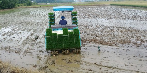 군산시가 십리향 재배면적을 128ha 확대 조성한다. 사진=십리향 벼 모내기