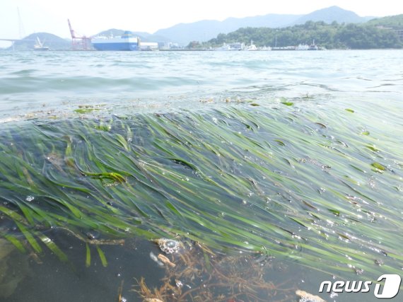 창원시와 마산만 특별관리해역 민관산학협의회는 마산만 내만에 해양보호생물인 잘피의 서식을 확인했다(창원시 제공)© 뉴스1