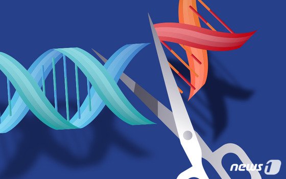 [생활속과학]XX는 여성, XY는 남성?…복잡다단한 성염색체의 세계