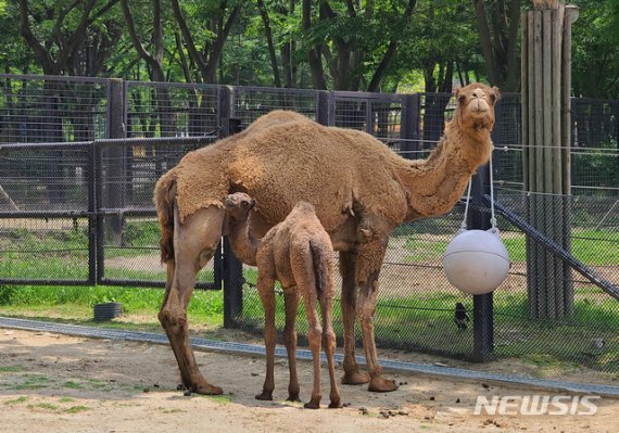 [두유노우] 낙타 고향은 북아메리카.. 왜 사막으로?