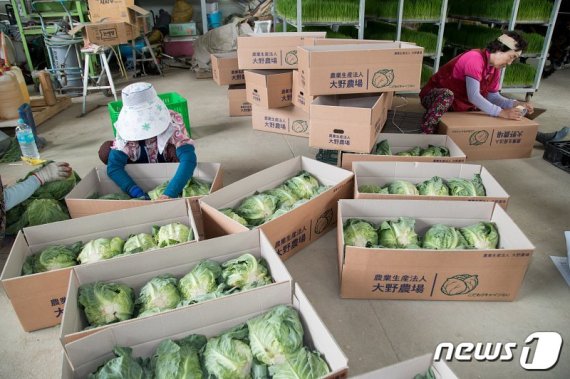 전북 군산에서 생산하고 있는 소형크기인 꼬꼬마 양배추가 국내시장에서도 인기몰이를 하고 있다.© 뉴스1