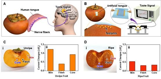 음식에 포함된 떫은맛 분자의 농도를 감지하는 유연 인공 혀 A-B는 인간 혀의 맛 감지 과정을 모사하여 음식으로부터 맛 분자를 닦아내어 감지하는 인공 혀를 보여주는 모식도. C-D는 유연 인공 혀를 이용하여 감이 익기 전-후로 변화하는 떫은맛 농도를 측정한 결과. 감의 심지, 과육, 껍질에 가까운 부분을 닦아내어 떫은맛을 측정하였을 때, 숙성됨에 따라 떫은맛 분자의 농도가 감소함을 보여준다.