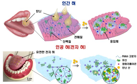 인간 혀의 얇은 타액층이 떫은맛 분자 결합해 만들어지는 응집체가 기계적 수용기를 자극해 떫은맛을 느낀다. 이번에 개발된 전자혀는 인간 혀와 마찬가지로 떫은맛 분자와 단백질이 결합하면 수화젤 내부에 소수성 응고체가 형성되는 원리를 이용해 떫은맛을 감지할 수 있다. UNIST 제공