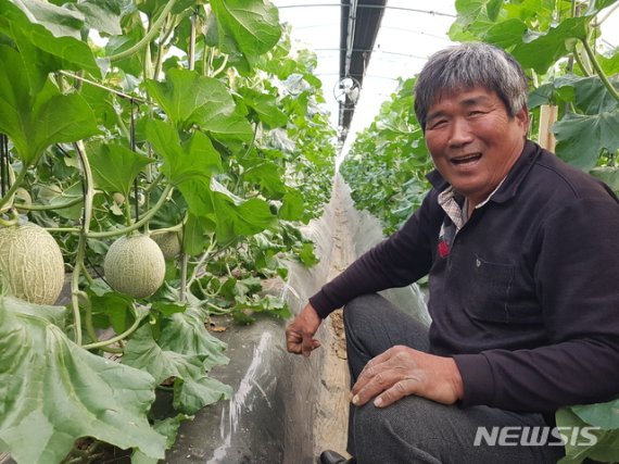 곡성 멜론. (사진=곡성군 제공)