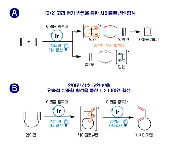 청색광선(blue LED) 하에서 이리듐 (Ir)광촉매를 이용해 사이클로뷰텐과 1,3-다이엔의 합성법을 개발했다. 그림(a)의 알켄(오렌지구조)와 알카인(막대 3개)가 반응해 사각형 고리모양인 사이클로뷰텐이 합성되는 과정을 도식화했다. 이 때 알켄의 전자가 들뜬상태가 돼 반응이 시작된다. 그림(b)는 고리첨가 반응을 통해 합성된 사이클로뷰텐을 다시 광촉매와 가시광선을 이용한 고리열림 반응으로 1-3 다이엔이 합성되는 과정이다. UNIST 제공