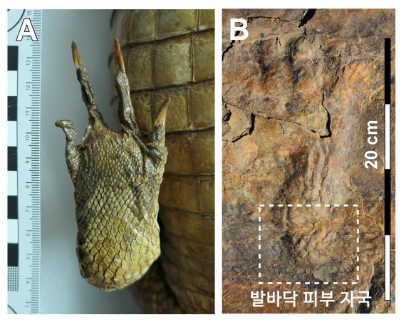현생악어(왼쪽), 발견된 화석(오른쪽) 발바닥 피부 자국 비교 (김경수 진주교대 교수 제공) 2020.06.12 / 뉴스1