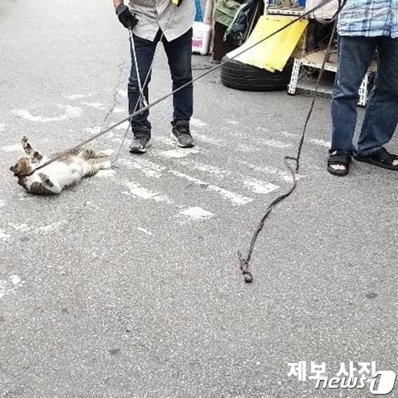 쇠꼬챙이로.. 동묘시장 길고양이 학대 사진 '일파만파'