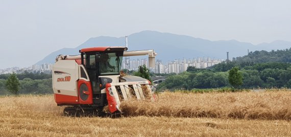 구리한강시민공원 내 보리베기. 사진제공=구리시