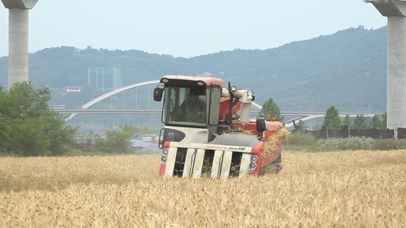 구리한강시민공원 내 보리베기. 사진제공=구리시