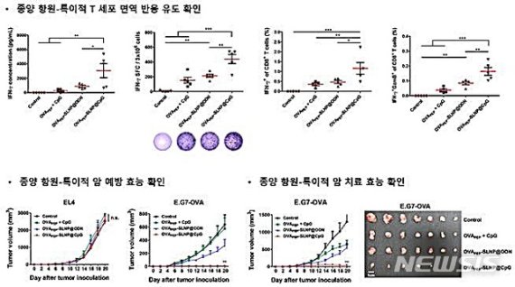 [대전=뉴시스] KAIST는 항암 나노백신이 종양 항원 특이적 T세포 기반 면역반응을 유도하며 이를 통해 효과적인 암 예방 및 치료가 가능하다는 사실을 확인했다.