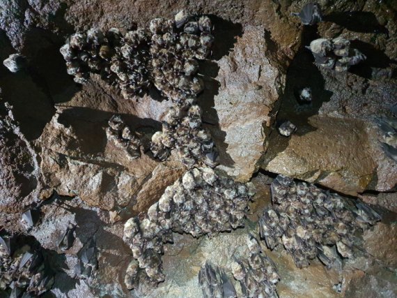 제주서부지역에서 발견된 비지정 천연동굴 내부