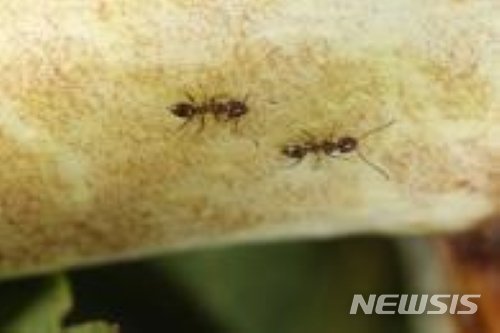 [세종=뉴시스] 아르헨티나 개미 모습. (사진=환경부 제공). 2020.06.21. photo@newsis.com