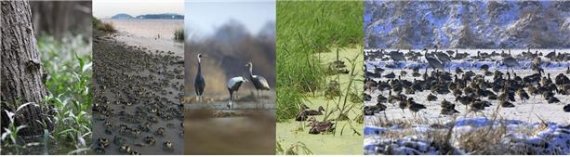 고양 장항습지 생물다양성. 사진제공=고양시