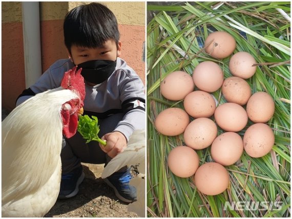 닭 키워 생산한 달걀 나눠주는 초등생 형제