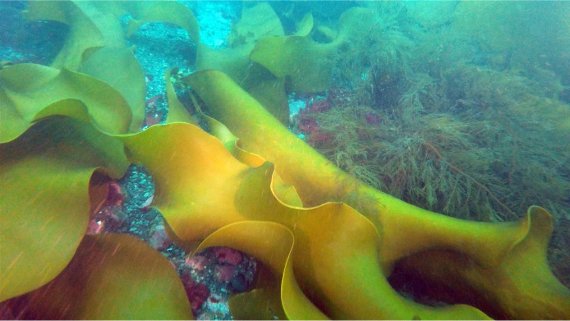 극지연구소가 남극바다속 해조류 군집 조사를 했다. 해조류 큰잎나도산말(Himantothallus grandifolius 왼쪽)과 산말류(Desmarestia spp 오른쪽). 극지연구소 제공