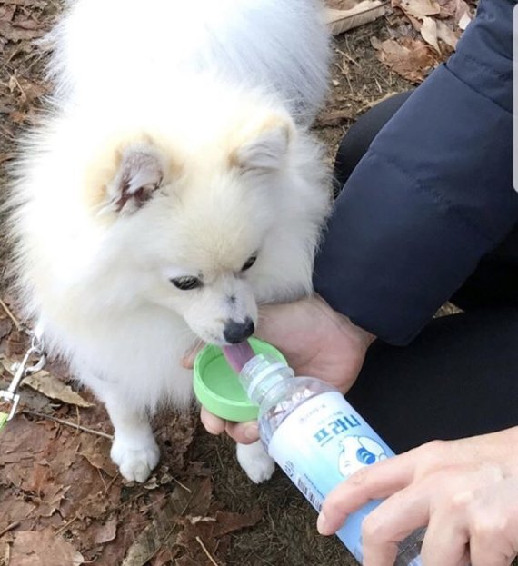 더운 여름철 반려동물 ‘수분' 챙겨야 장수한다