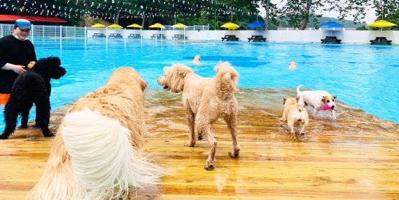 경기도 용인에 위치한 골드펫리조트 야외수영장에서 반려견들이 수영을 즐기고 있다. 사진=강규민 기자