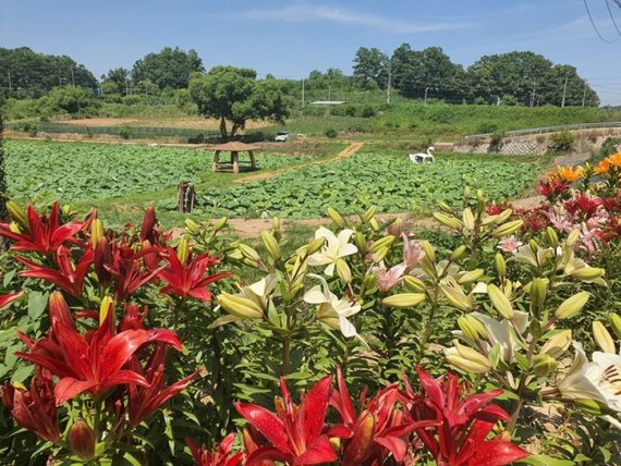 [포토뉴스] 파주 통일촌 백합꽃 만개
