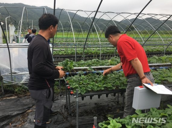 [안동=뉴시스] 노지고설로 재배되고 있는 딸기 농장. (사진=경북도 제공) 2020.06.29