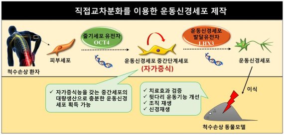 "척수마비 치료 희망 찾았다".. UNIST,운동신경세포 제작 성공