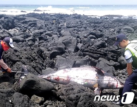 30일 오후 12시43분쯤 제주 제주시 조천읍 관곶 해안가에서 남방큰돌고래 사체가 발견됐다.(제주해양경찰서 제공)2020.6.30 /뉴스1 © News1