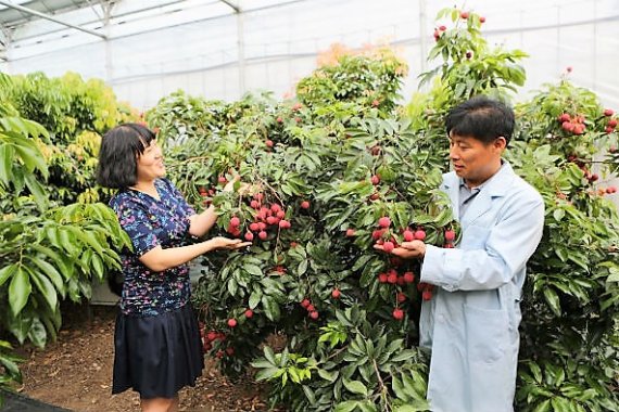 제주도 특산물 “이젠 망고&middot;용과&middot;구아바&middot;패션푸르트…”