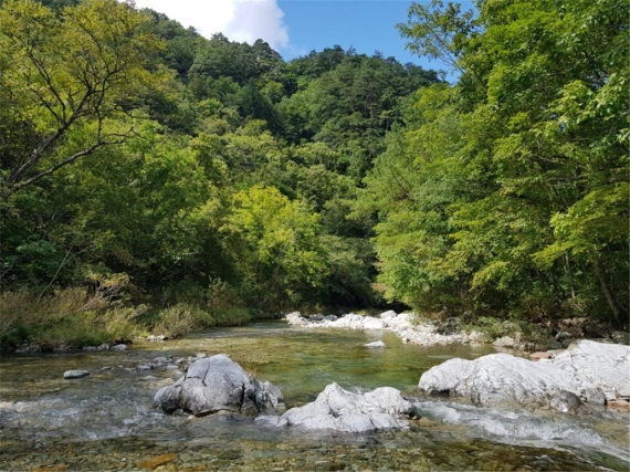 산림청, 7월 국유림 명품숲에 ‘인제 아침가리 숲’ 선정