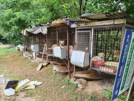 '유기견을 도살장으로’...‘집 잃은 개’ 팔아넘긴 유기동물 보호소