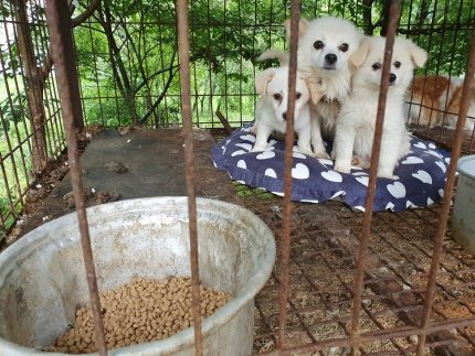 '유기견을 도살장으로’...‘집 잃은 개’ 팔아넘긴 유기동물 보호소